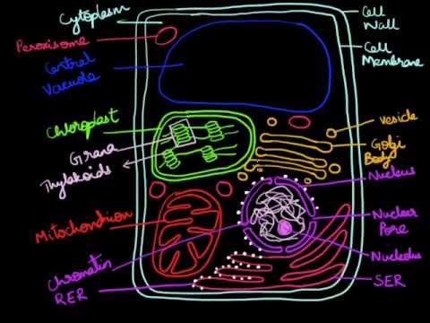 480x360 How To Draw A Plant Cell - Plant Cell Drawing