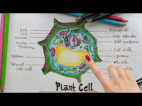 480x360 How To Draw Plant Cell Step - Plant Cell Drawing