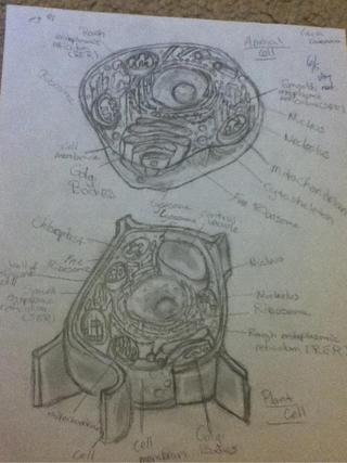 320x427 Old Drawing Of An Animal And Plant Cell For Science Class - Plant Cell Drawing