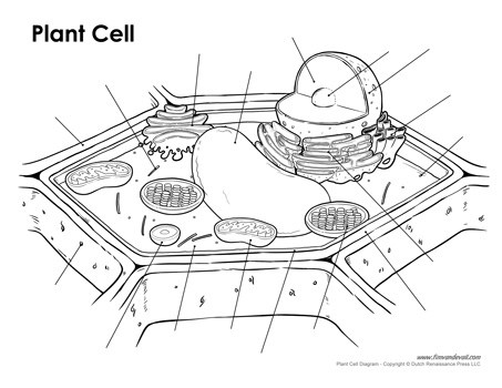Plant Cell Drawing At Paintingvalley Com Explore Collection Of
