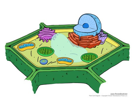 453x350 printable plant cell diagram labeled, unlabeled, and blank - Plant Cell Drawing