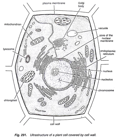 Plant Cell Drawing at PaintingValley.com | Explore collection of Plant ...