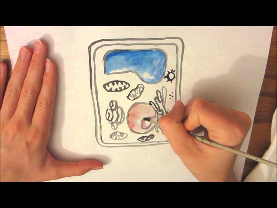 960x720 A Plant Cell Drawing - Plant Cell Drawing