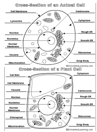 311x422 Line Drawing Of Plant And Animal Cells - Plant Cell Drawing