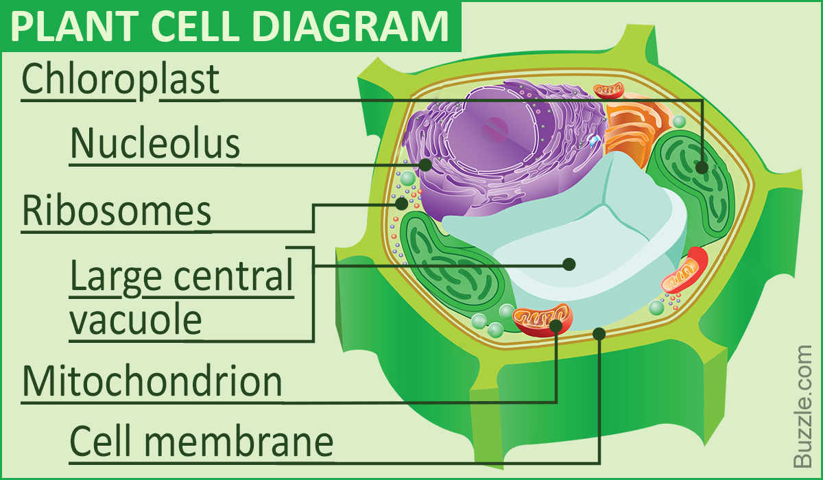 1200x700 a labeled diagram of the plant cell and functions of its organelles - Plant Cell Drawing