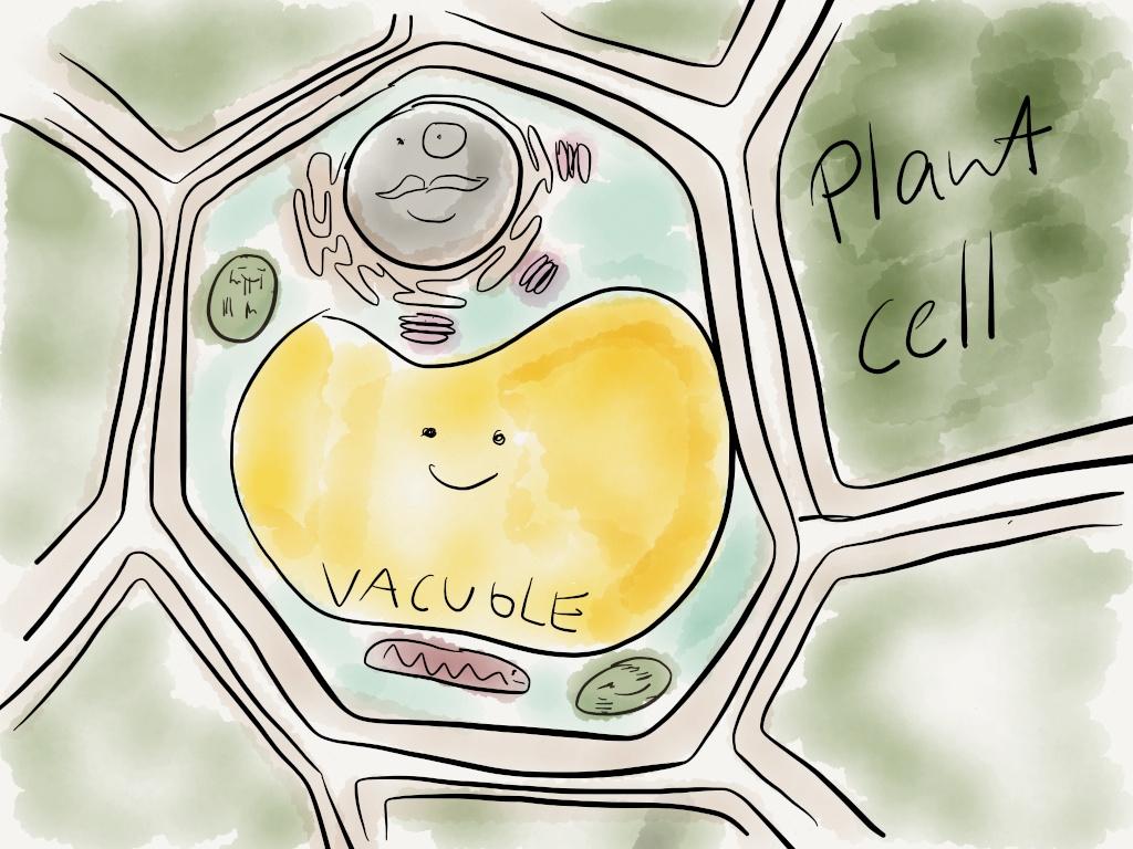 1024x768 A Really Cute Drawing Of A Plant Cell I Found Botany - Plant Cell Drawing