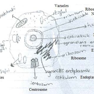 320x320 an example of a plant cell drawing when figure is observed it - Plant Cell Drawing