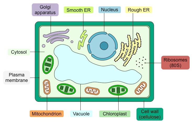 733x470 Eukaryote Structure Bioninja - Plant Cell Drawing With Labels