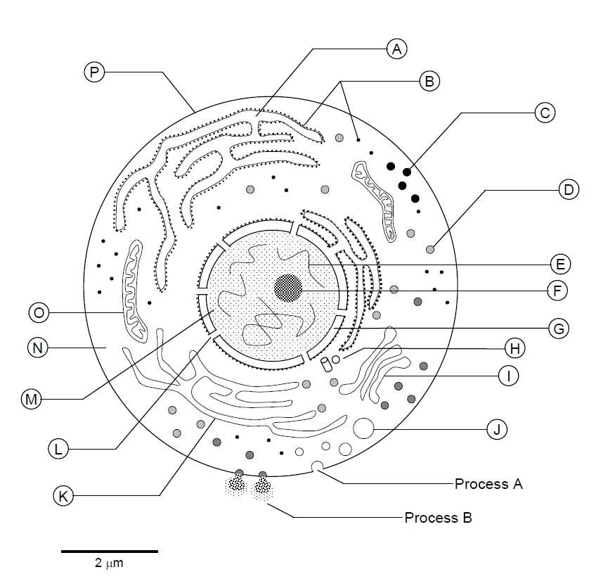 848x823 Label Diagram Of A Plant Cell Unique Animal Cells Drawing - Plant Cell Drawing With Labels