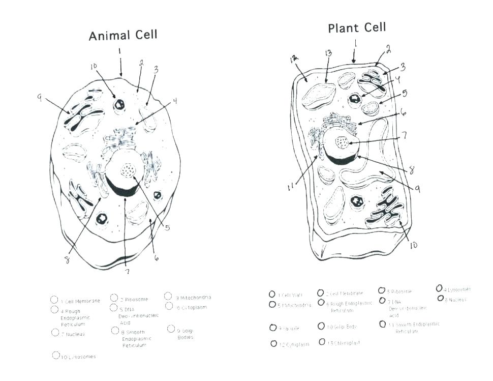 Plant Cell Drawing With Labels at PaintingValley.com | Explore ...