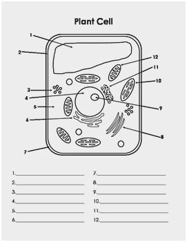 Plant Cell Drawing With Labels at PaintingValley.com | Explore ...