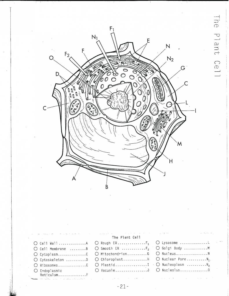 791x1024 plant cell labeling diagram animal cells drawing at getdrawings - Plant Cell Drawing With Labels