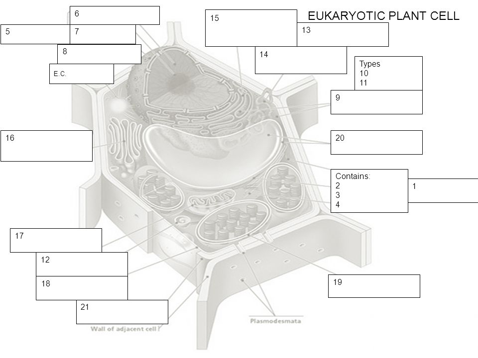 960x720 cell drawing complete the structure function table then label - Plant Cell Drawing With Labels