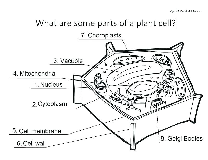 800x616 Diagram Of The Eye To Label Animal Cell Coloring Worksheet - Plant Cell Drawing With Labels