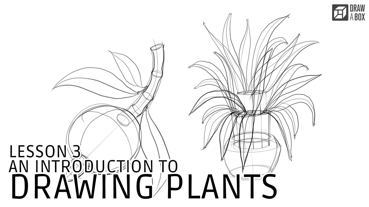 1280x720 drawabox lesson an introduction to drawing plants - Plant Drawing