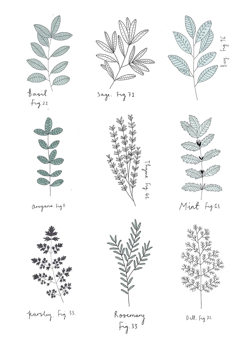 1000x1414 herb print - Plant Drawing