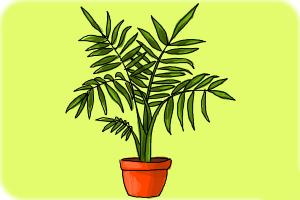 300x200 How To Draw Plants - Plant Drawing