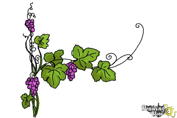 600x400 How To Draw Vines - Plant Drawing