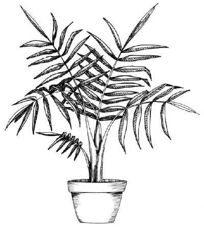 400x445 how to draw a palm howstuffworks - Plant Drawing