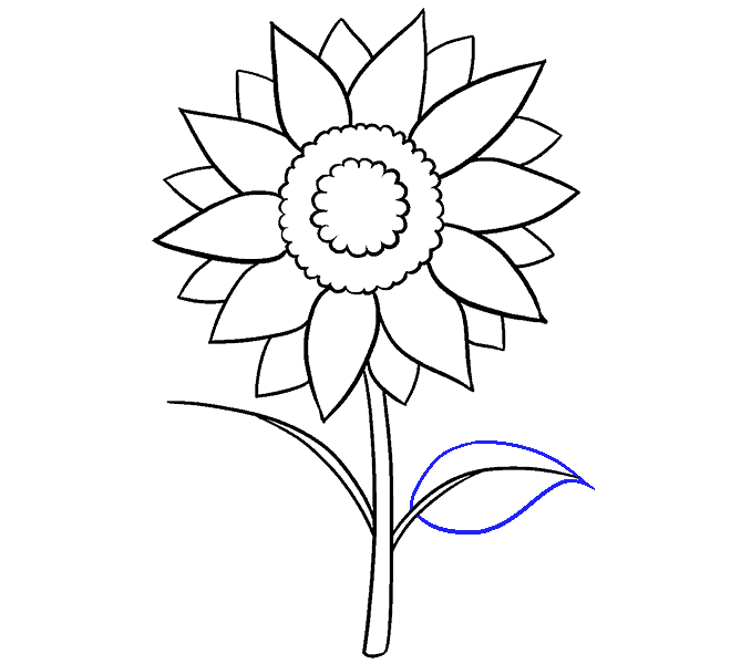 678x600 How To Draw A Sunflower Easy Step - Plant Drawing