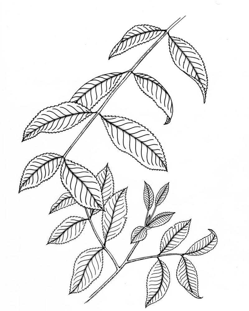 800x1000 illustrations for wicked bugs coloring book - Plant Drawing