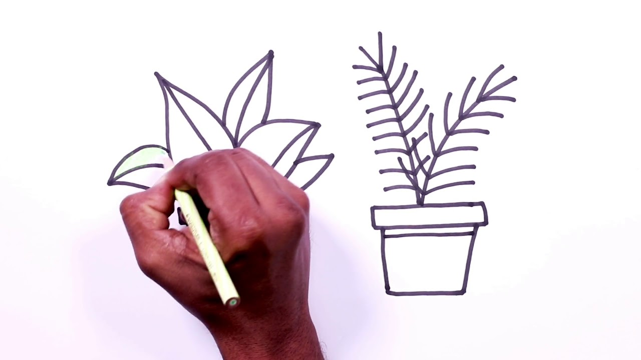 1280x720 Plant Drawing - Plant Drawing