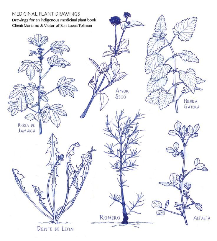 736x817 Plant Drawing Tutorial - Plant Drawing
