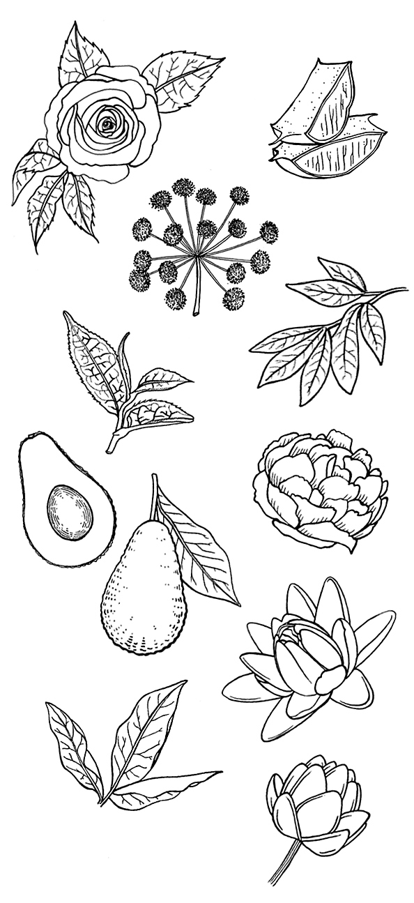 594x1295 Plant Drawings Rea Marisa - Plant Drawing