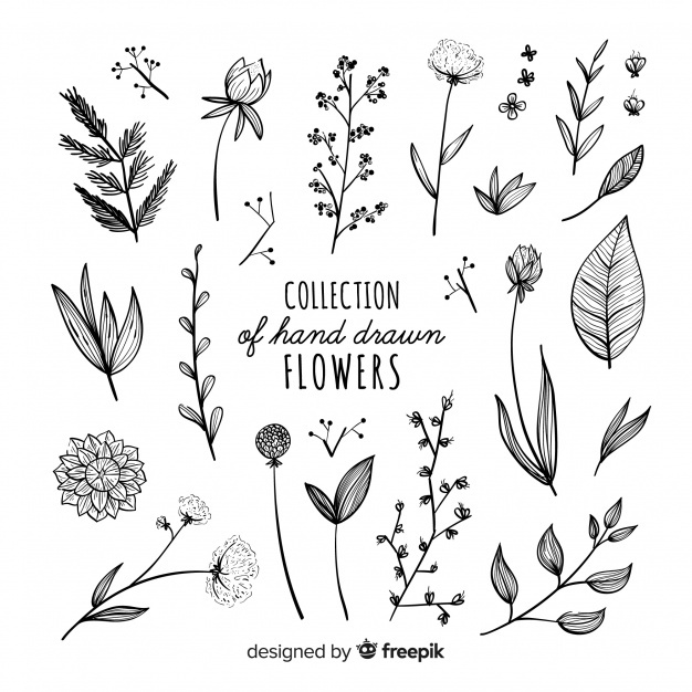 626x626 Plants Vectors, Photos And Free Download - Plant Drawing