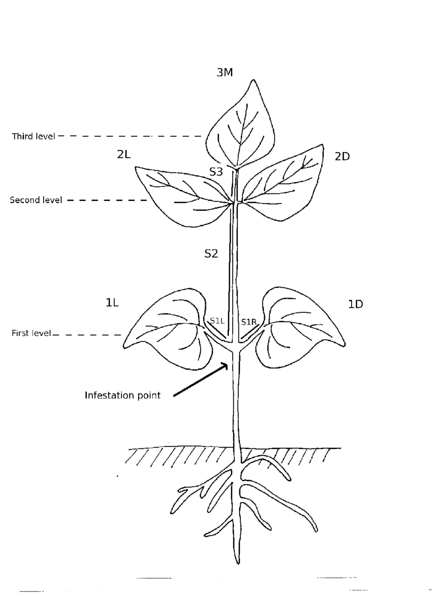 Plant Drawing at PaintingValley.com | Explore collection of Plant Drawing