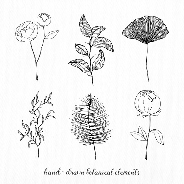 626x626 Botanical Vectors, Photos And Free Download - Plant Drawing Black And White