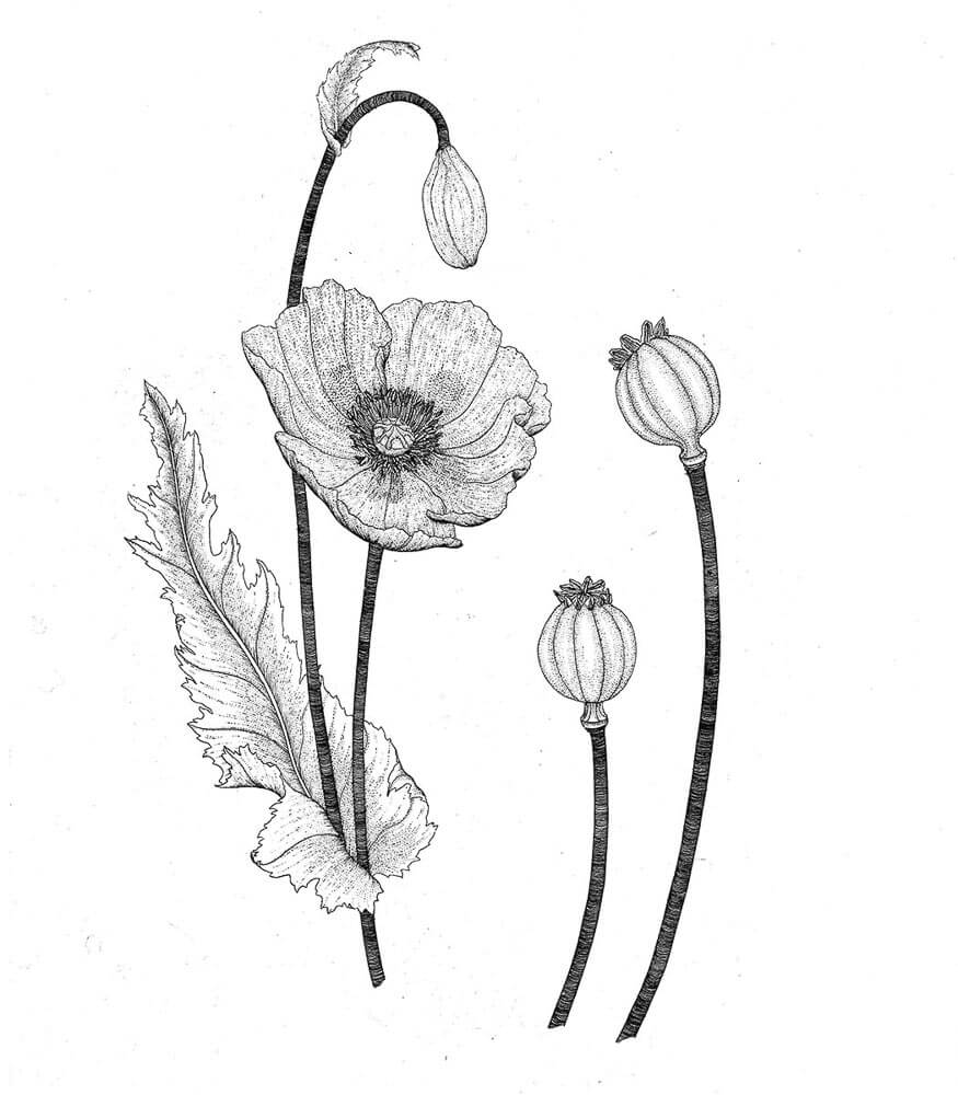 875x1000 Illustrations For Wicked Plants - Plant Drawing Black And White