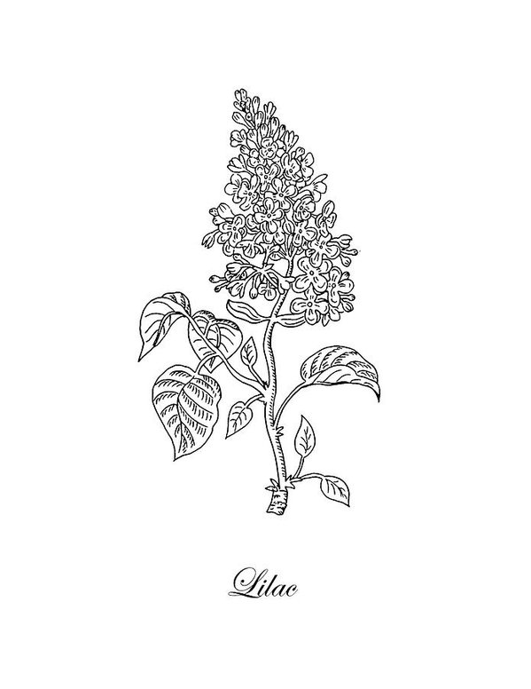 599x776 lilac flower botanical drawing black and white art print - Plant Drawing Black And White
