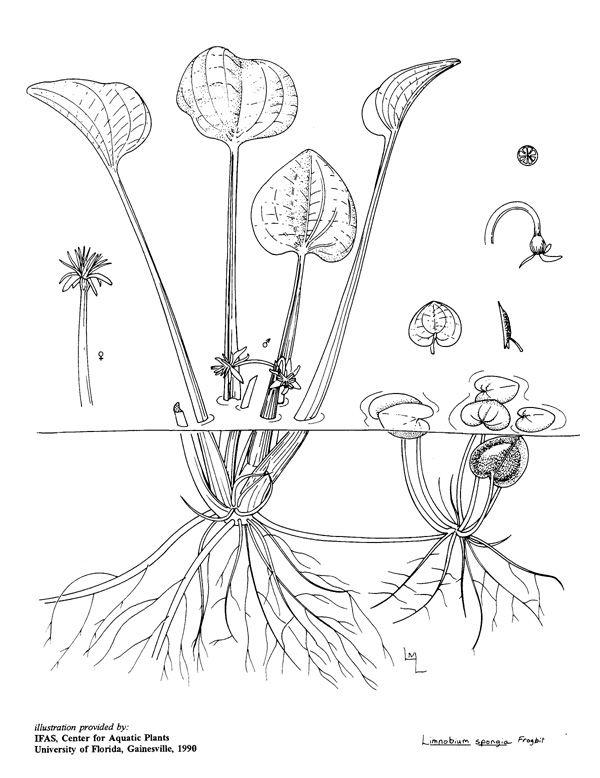 600x778 plant line drawings ufifas center for aquatic and invasive plants - Plant Drawing Black And White