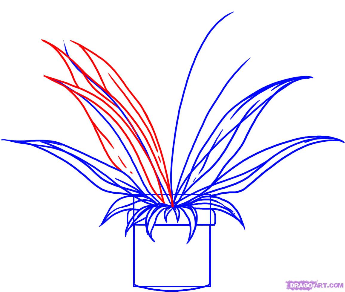 1155x977 How To Draw A Plant, Step - Plant Drawing Easy