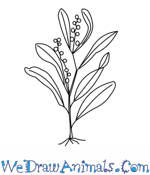 300x350 How To Draw A Wattle Tree - Plant Drawing Easy