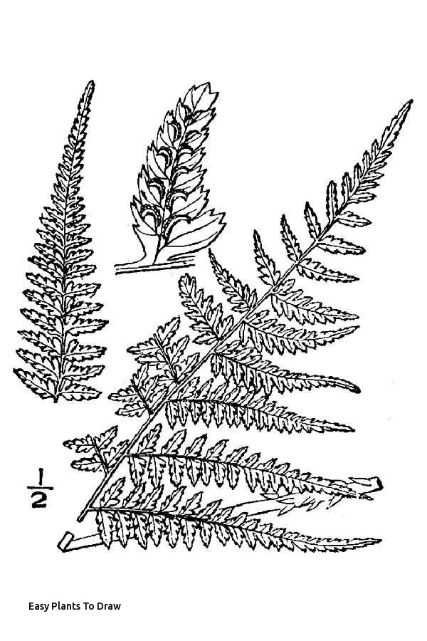 600x900 Easy Plants To Draw - Plant Drawing Easy