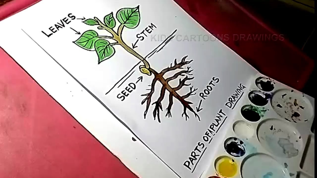 1280x720 How To Draw Plant Anatomy Drawing For Kids - Plant Drawing For Kid