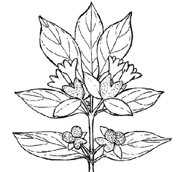 600x572 plant drawing kid for free download - Plant Drawing For Kid