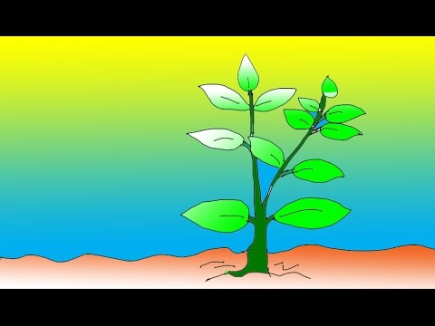 480x360 Plant Drawing For Kids - Plant Drawing For Kid
