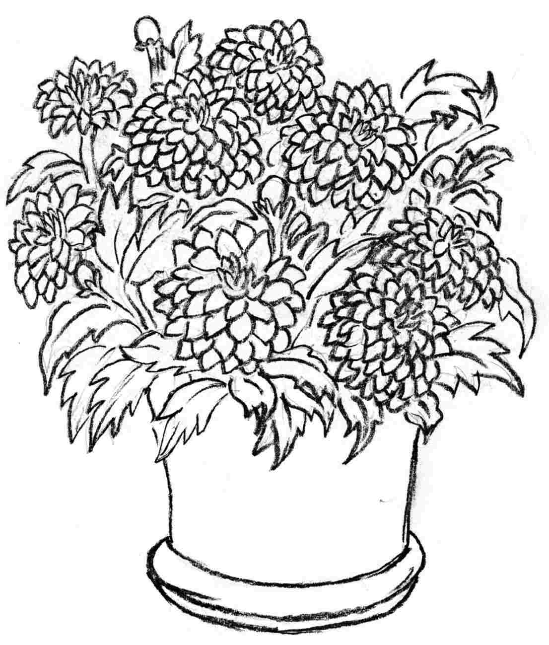 plant-in-pot-drawing-at-paintingvalley-explore-collection-of