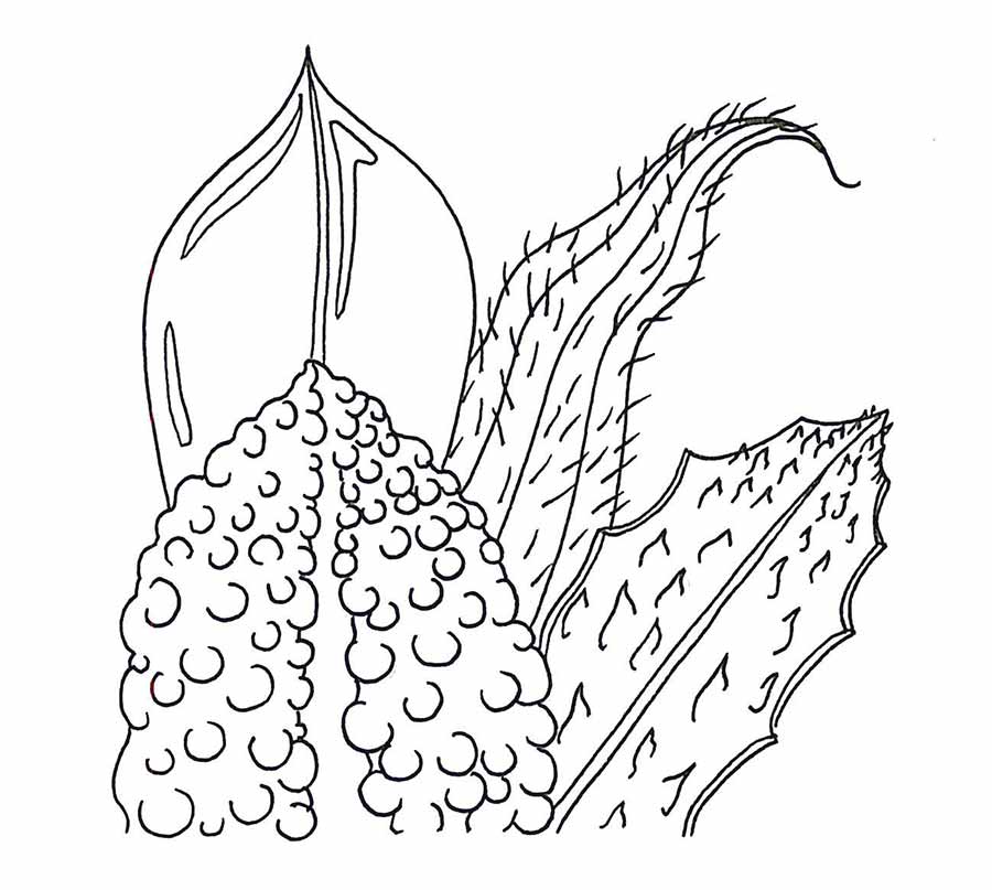 900x807 How Drawings Could Save Your Life - Plant Leaf Drawing