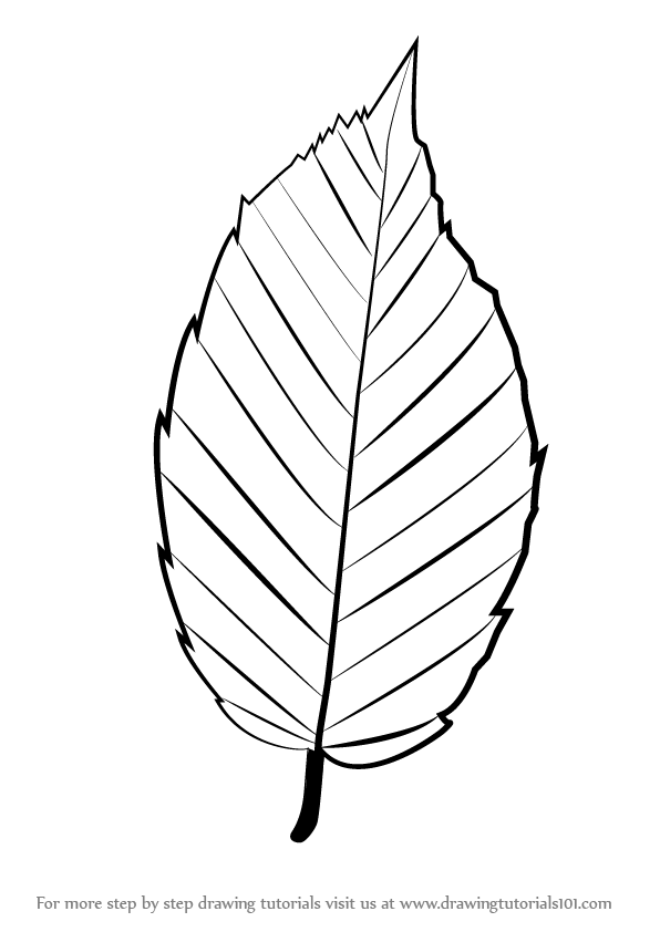 596x842 Learn How To Draw A Leaf - Plant Leaf Drawing