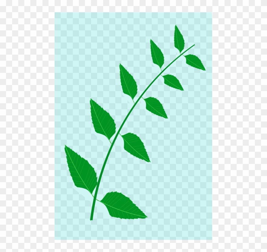 880x830 Neem Tree Leaf Drawing Medicinal Plants - Plant Leaf Drawing