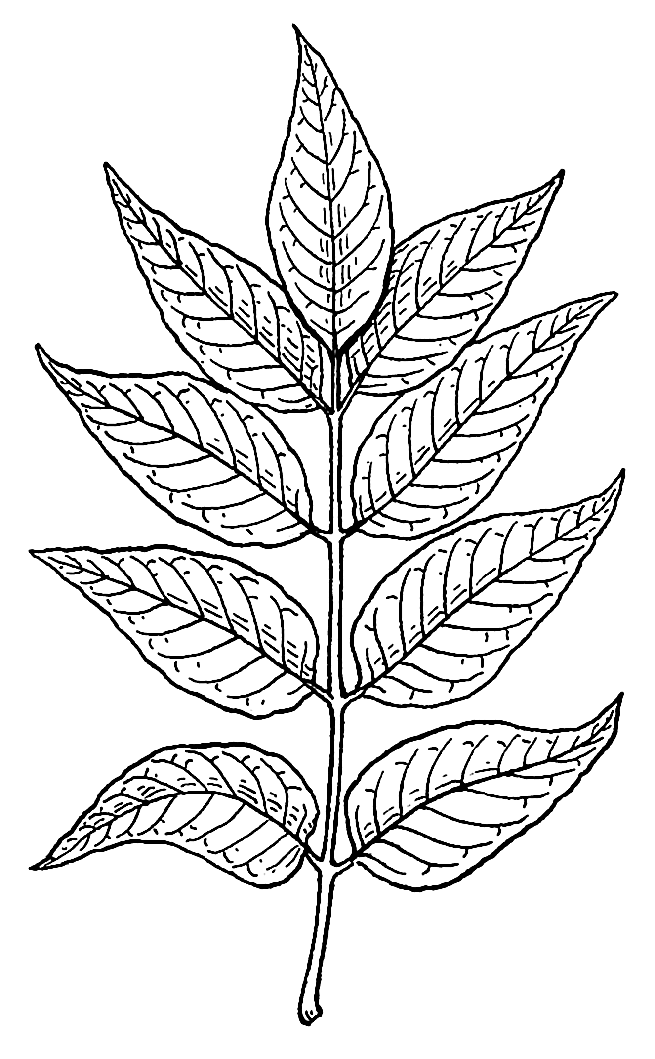 1326x2142 Henna Tattoo Ideas Leaves Sketch - Plant Leaf Drawing