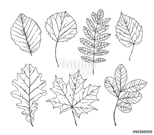 500x439 sketch leaves hand drawn autumn leaves, trees, plants, nature - Plant Leaf Drawing
