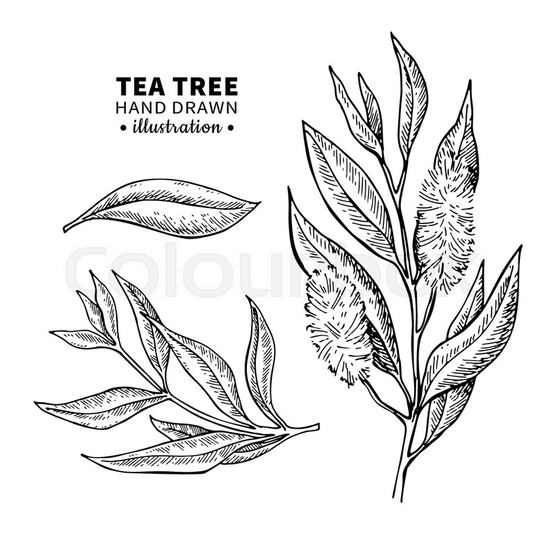 800x779 Tea Tree Vector Drawing Isolated Stock Vector Colourbox - Plant Leaf Drawing