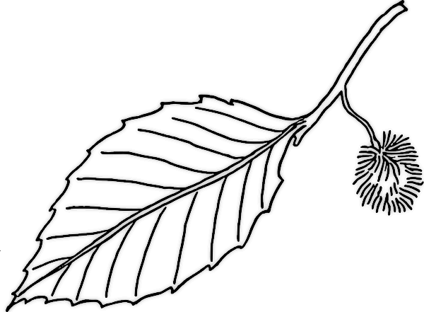 600x441 biology leaf structure - Plant Leaf Drawing