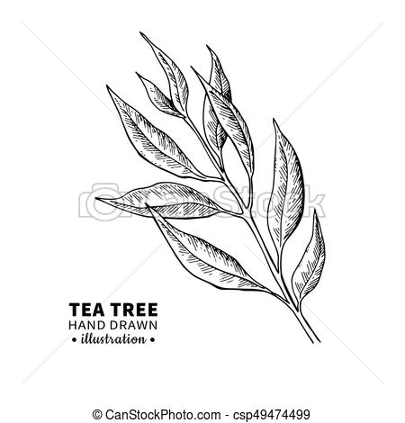 450x470 Tea Tree Vector Drawing Isolated Vintage Illustration Of Medical - Plant Leaf Drawing