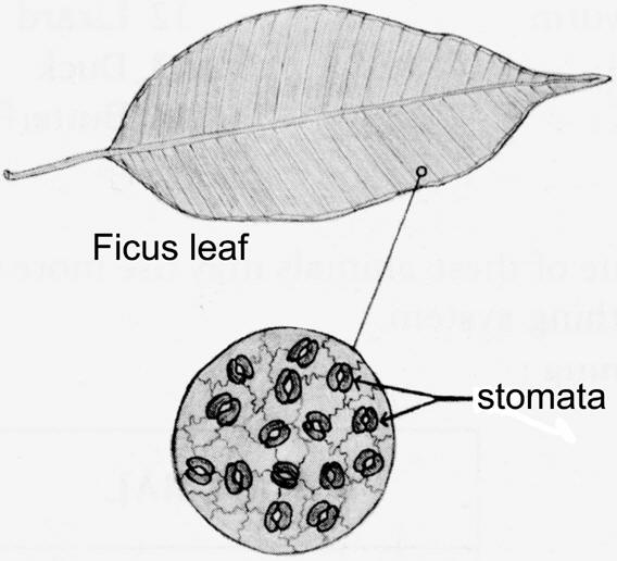 568x516 the open door web site biology how plants breathe - Plant Leaf Drawing